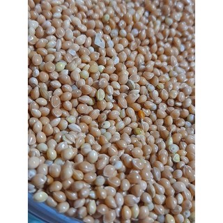 Hạt kê vàng hạt to 1kg