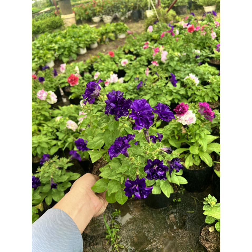 Cây dạ yến thảo Kép - Đơn (ảnh thật số 2) - Chỉ giao miền bắc