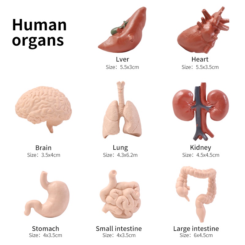 Mô Hình Xương Người / Kiến Trúc / Kim Tự Tháp Ai Cập / Aerospace Đồ Chơi Giáo Dục Sớm Cho Bé