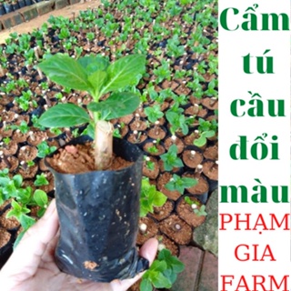 (PHẠM GIA FARM) (PHẠM GIA FARM) Cây giống Cẩm tú cầu đổi màu siêu đẹp dễ trồng