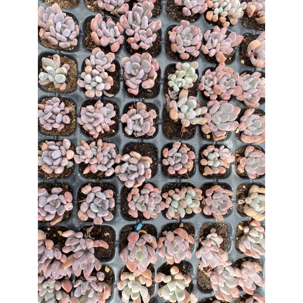 Sen Đá Cupid size bầu Hư 1 Đổi 1