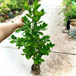 Cây hoa dành dành cao 50 cm (Ảnh thật số 2).