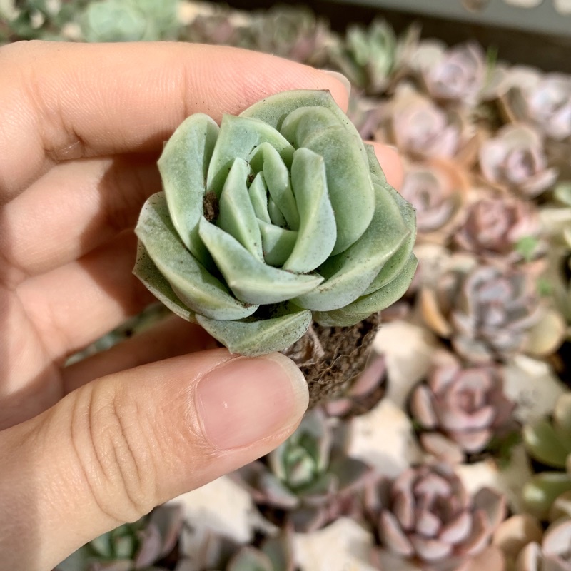 SEN ĐÁ VỈ HỒNG HÀ LAN MINI SIÊU ĐẸP 🌟