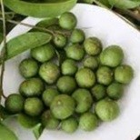 Hạt giống Cây Sấu dể trồng- Gói 5 hạt-tặng kèm gói phân bón lót