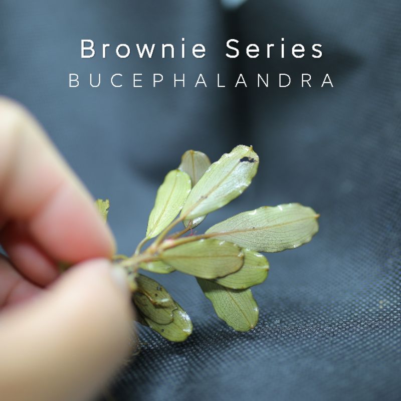 Brownie Series | Cây thủy sinh lá siêu đỏ | Hàng ngọn | lá cạn
