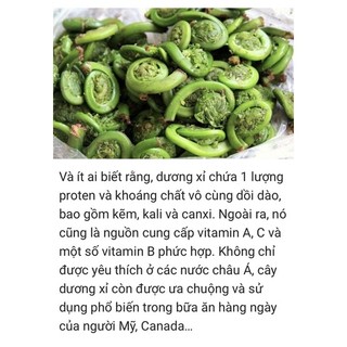 cây rau dớn nhiều rễ(chuẩn giống đã ươm thuần tại vườn)