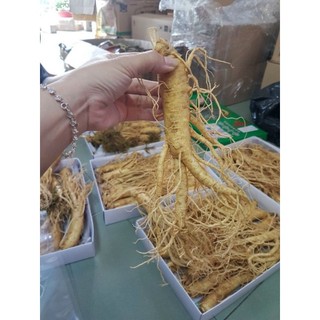 Nhân sâm Hàn quốc size 22 củ 1kg tách bán lẽ 1 củ