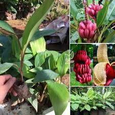 Cây giống Chuối Đỏ Dacca .