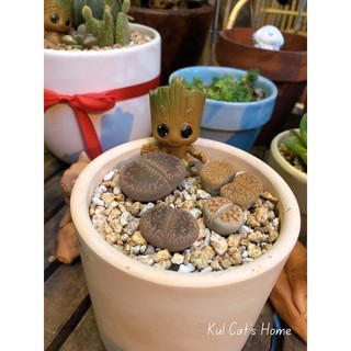 Sen đá lithops mông mix nhiều màu