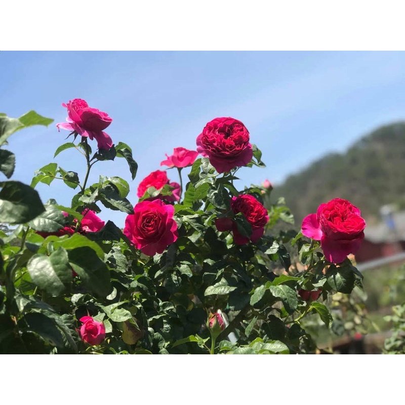 Hoa hồng leo Kate Rose - hoa thơm, màu hồng