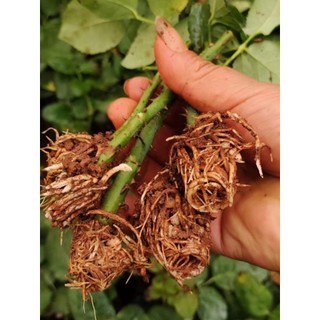 kích rễ cực mạnh