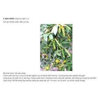 1kg Hạt Đậu Săng ORGANIC ĐĂKLĂK (đậu chè, mộc đậu)
