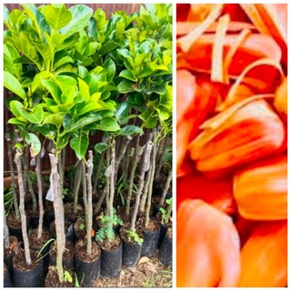 Mít ruột đỏ  indo 45k/......