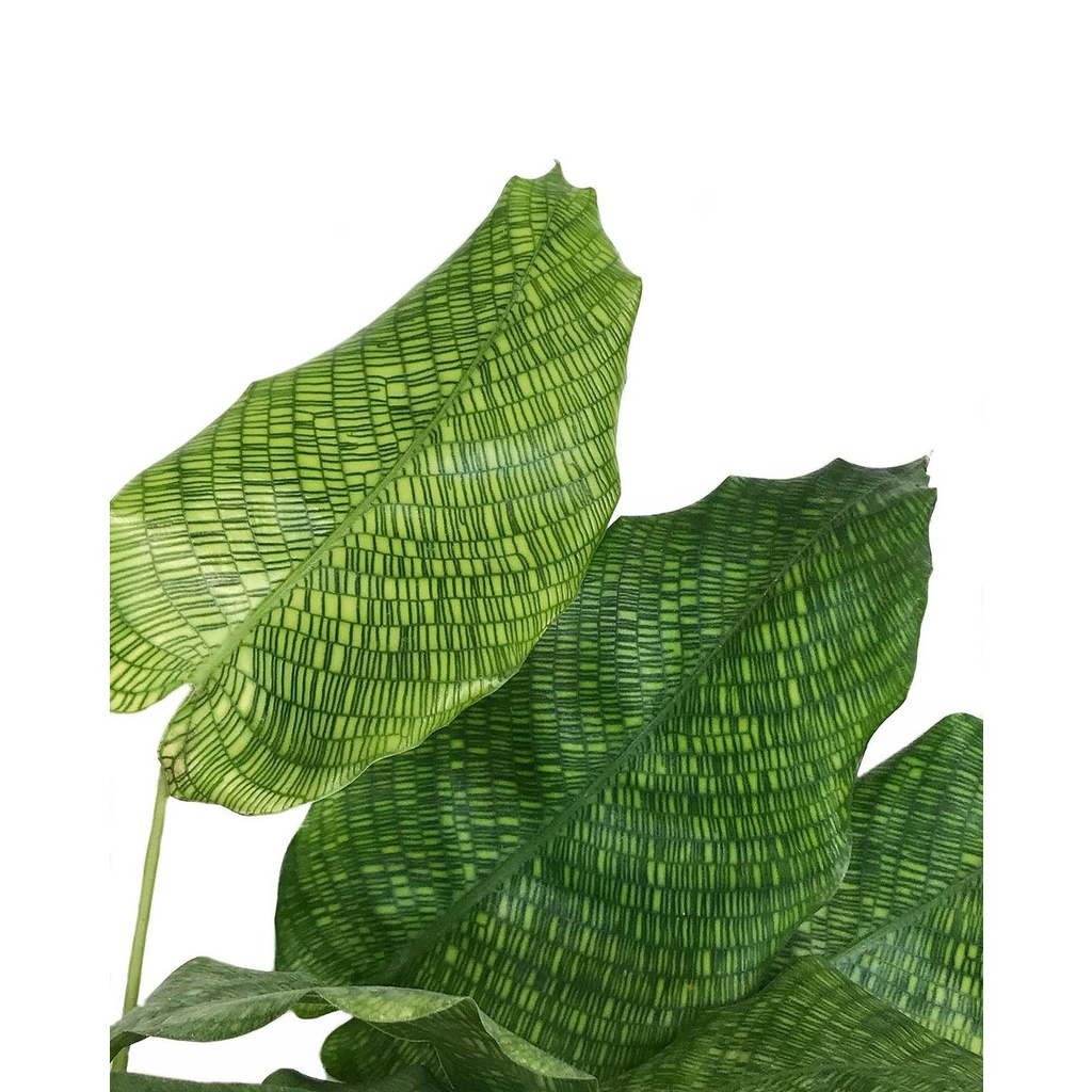 Đuôi Công Calathea Network - Calathea Musaica – Chậu Đuôi công Network - Đuôi Công Lá gạch để bàn