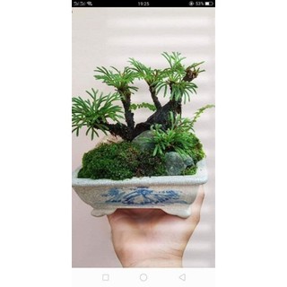 1cây bonsai trường sinh thảo