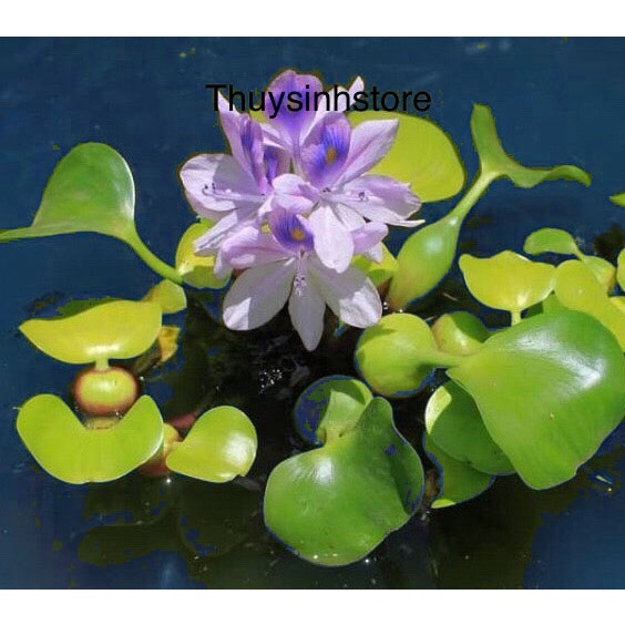 Lục Bình - Bèo Tây trang trí bể thủy sinh cá cảnh 1 cây