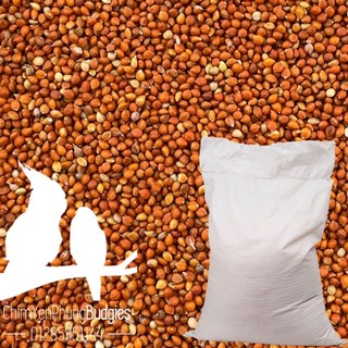 1 bao 25kg hạt kê đỏ nhỏ hà nội