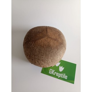 Hang trú gáo dừa