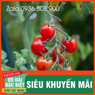 Hạt giống cà chua bi siêu quả ( 30 hạt)