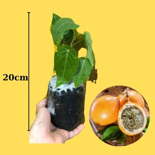 Cây giống chanh dây ngọt colombia