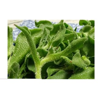 [Hạt giống] Rau Bông Tuyết Hàn Quốc
