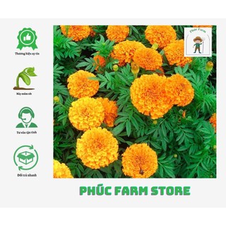 Hạt giống vạn thọ cao đỏ cam op 511 gói 0,1gr