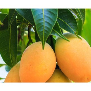 CÂY GIỐNG XOÀI THANH CA.[ GIỐNG GHÉP CHO TRÁI SIÊU SỚM]