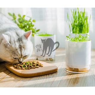 Chậu trồng cỏ mèo bạc hà mèo hỗ trợ tiêu hoá tiêu búi lông 3 trong 1