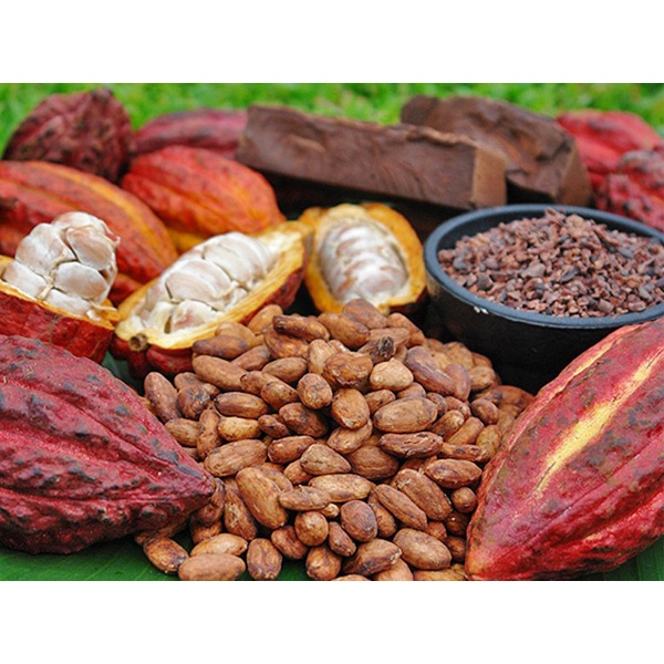 Cacao nguyên chất 100% - 500gr cacao đắk lắk loại 1 - ảnh sản phẩm 8
