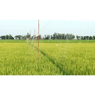 Câu Trời. Câu Cò (200 lưỡi) 70m. Tóm sẵn