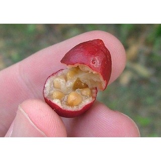 Cây Giống Ổi Sim Nhật ( Ổi Sẻ Rừng)