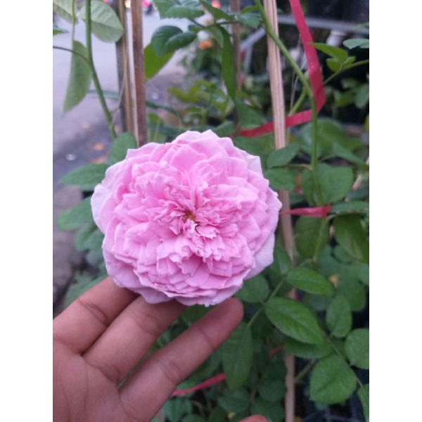 Cây Hoa Hồng Leo, thơm