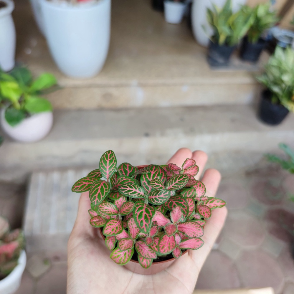 Cây cẩm nhung nhiều màu cực xinh để bàn,cây may mắn để bàn nhiều màu 123