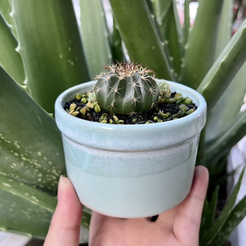 Chậu sứ men hỏa biến hình ống trúc - Nhiều màu - Solar Garden