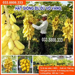 Hạt giống đu đủ vỏ vàng - năng suất cao, quả đẹp
