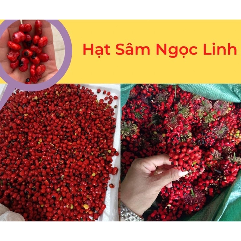 sỉ Giống Cây Sâm Ngọc Linh cam kết chuẩn Từng Hạt