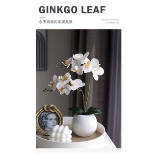 Set bình lan mini trang trí nhà cửa