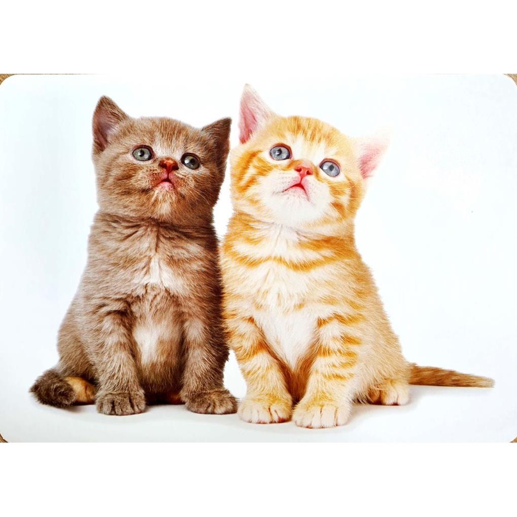 Bộ thẻ Flashcard A5 - Thế giới xung quanh - dạy trẻ biết đọc sớm - Song ngữ Việt Anh (phương pháp Glenn Doman) (Việt Hà)