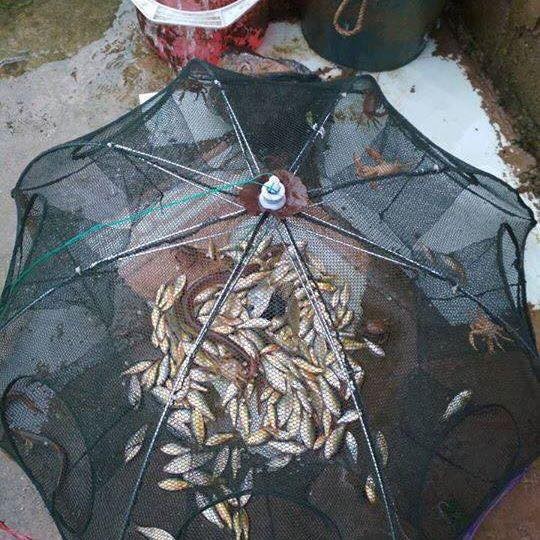 Lưới Bát Quái Bắt Cá, Tôm, Cua, Lươn, Trạch - Loại 1