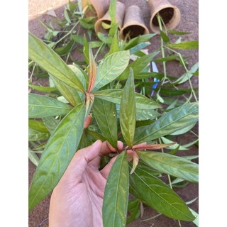 Cây hoàn ngọc đỏ
