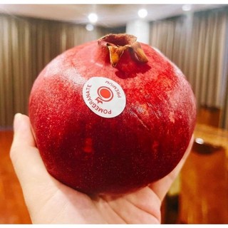 Cây giống lựu đỏ(1 bầu giống 25cm)