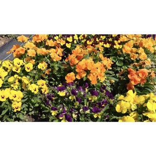 hạt hoa cánh bướm(1 gói)