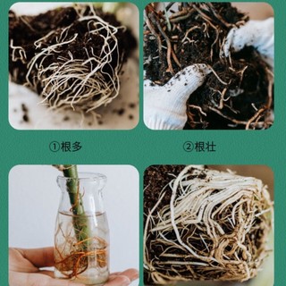 kích rễ cực mạnh