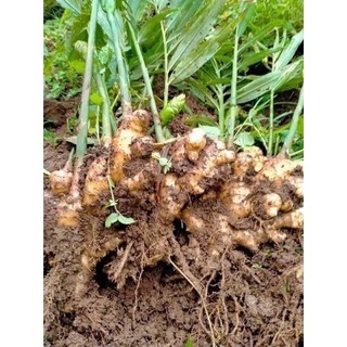 1 KG CỦ GỪNG TƯƠI