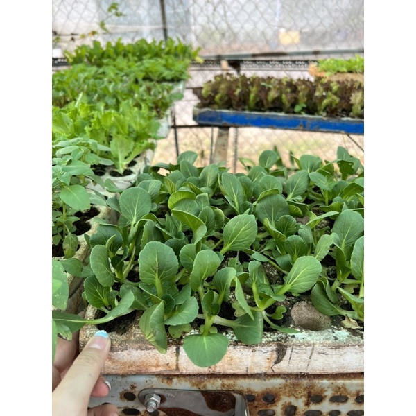 Combo 10 cây con Cải Thìa