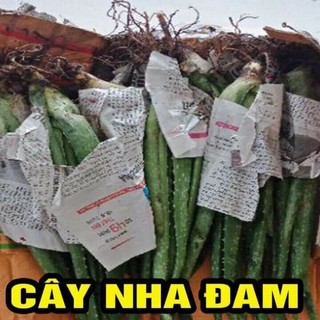 Cây giống nha đam cây lô hội mua 5 cây tặng thêm một cây