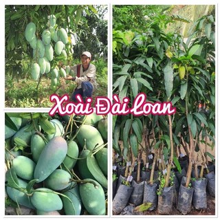 Cây giống xoài Đài Loan