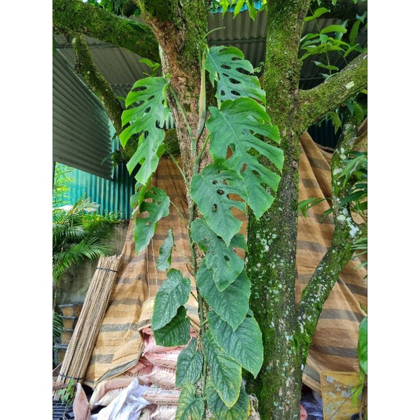 Cây trầu bà dubia - Monstera Dubia
