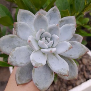 Sen đá cá mập, Echeveria Sang-a, 9-11 cm