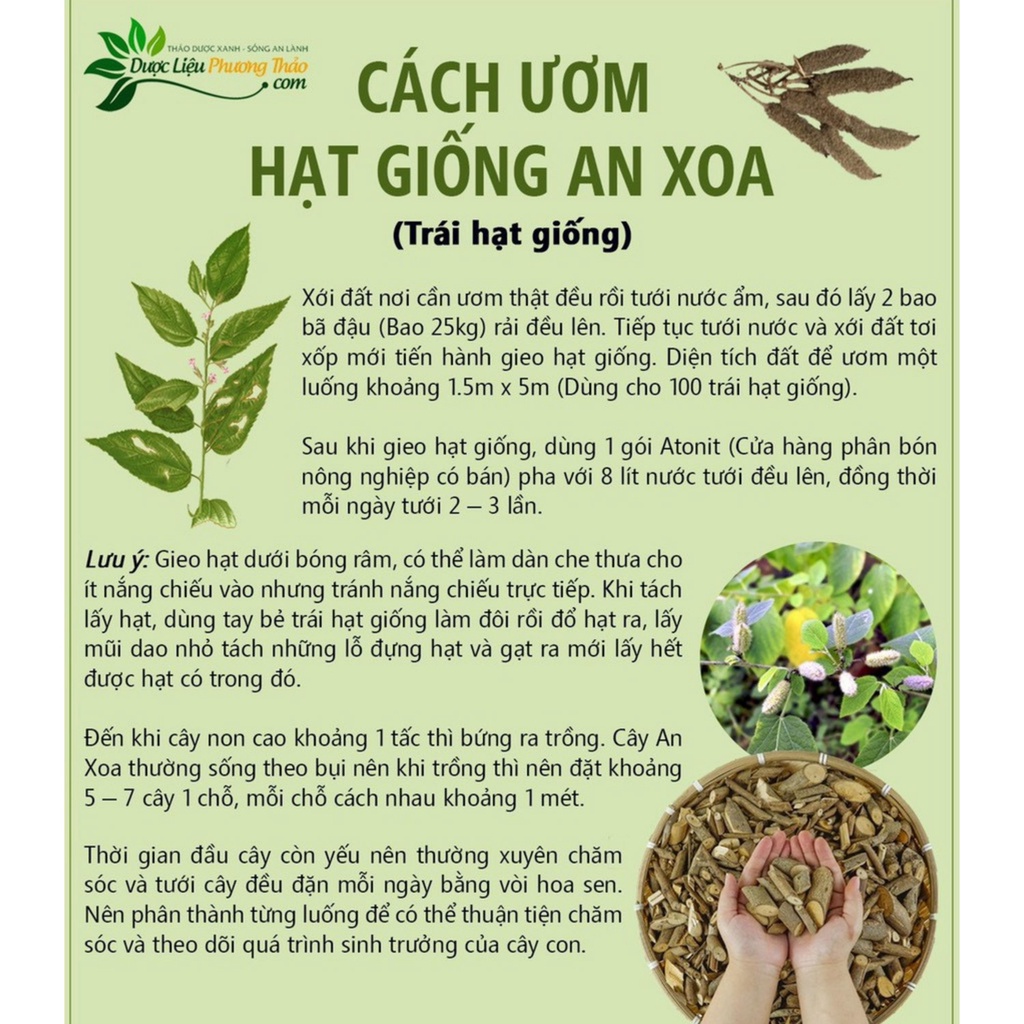Combo 5 hạt giống cây An Xoa